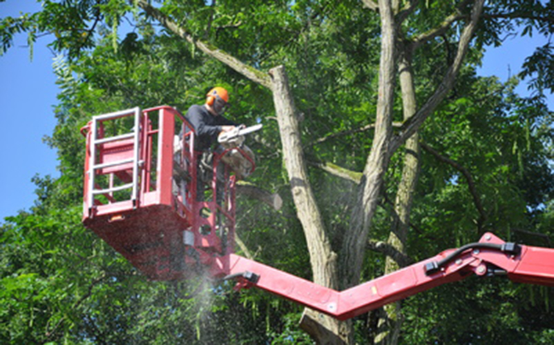 Mann mit Kettensäge auf einem Kran in einer Baumkrone