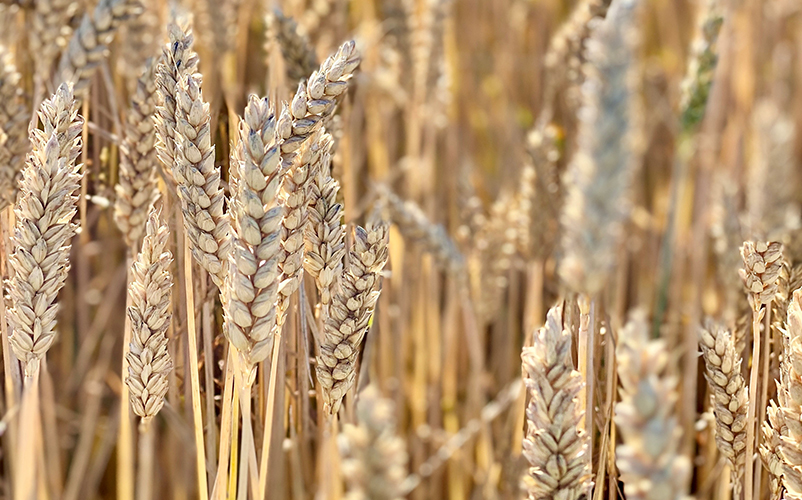 Reife Weizenähren eines Getreidefeldes in Nahaufnahme bei warmem Sonnenlicht.